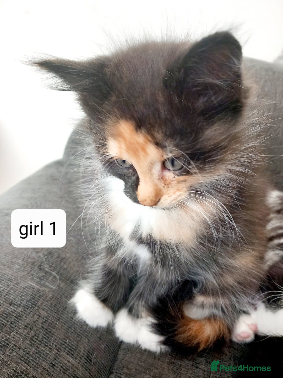 Mixed Breed cats for sale: Mainecoon and Forest Norwegian mixed kittens - Image 5