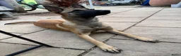 Belgian Shepherd Dog dogs for sale: Belgian mals  - Advert 6