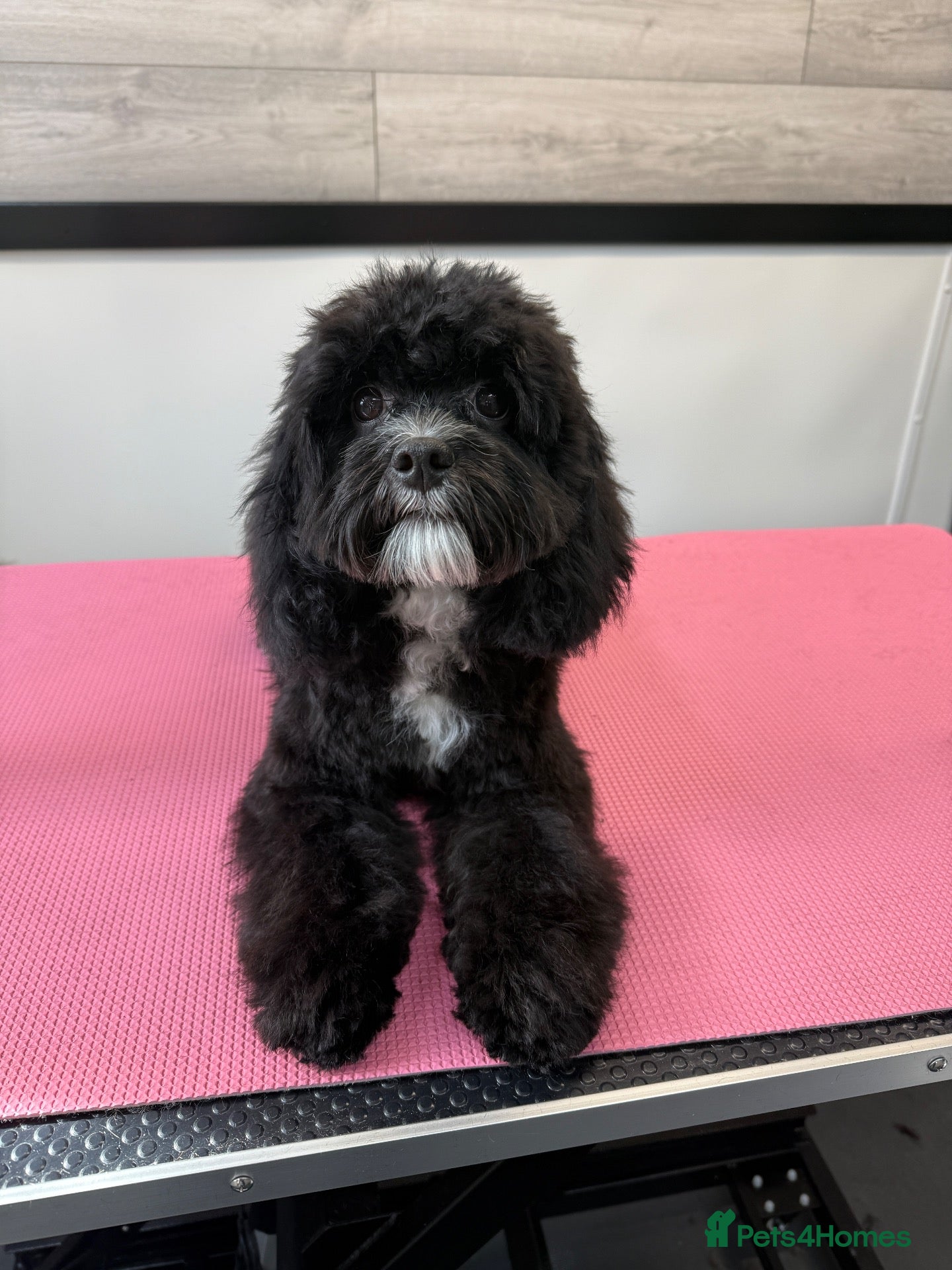 Cavapoo dogs Cavapoo f1 health tested 5* incensed  - Advert 1