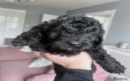 Cockapoo dogs for sale: 5 black cockapoos - Image 7