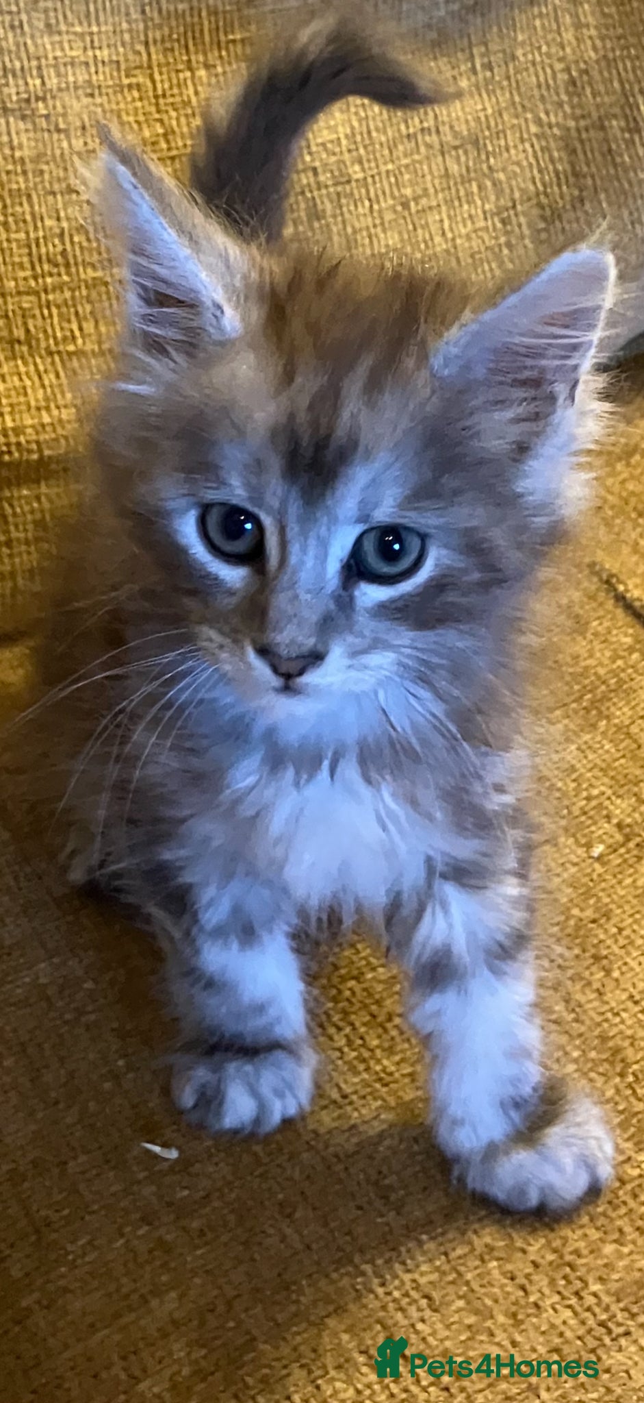 Maine Coon cats Stunning xl Maine coon kittens - Advert 2