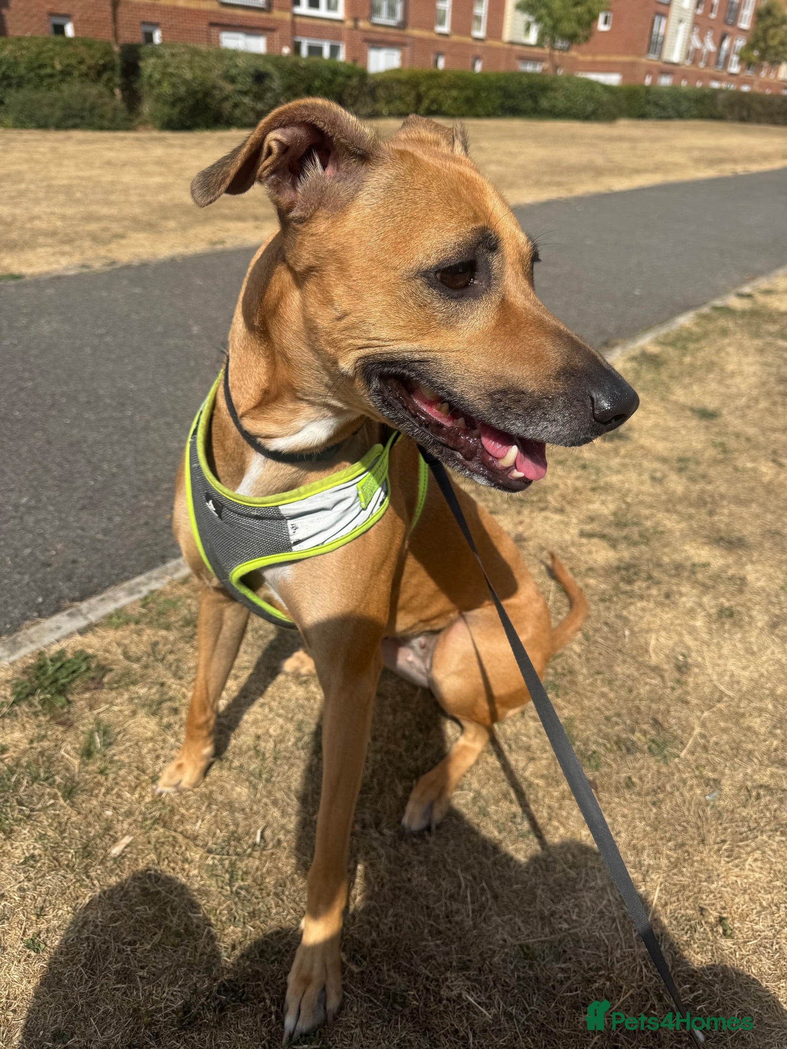 Mixed Breed dogs Loving & Playful 5-Year-Old Staffy x Saluki – Nala - Advert 2
