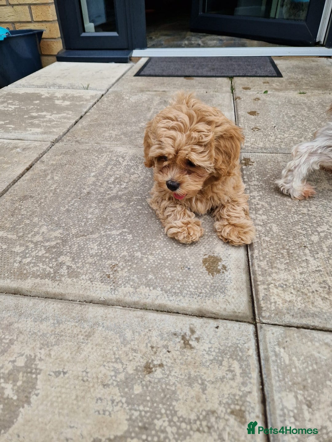 Maltipoo dogs for sale: Absolutely gorgeous maltipoo puppies  - Image 7