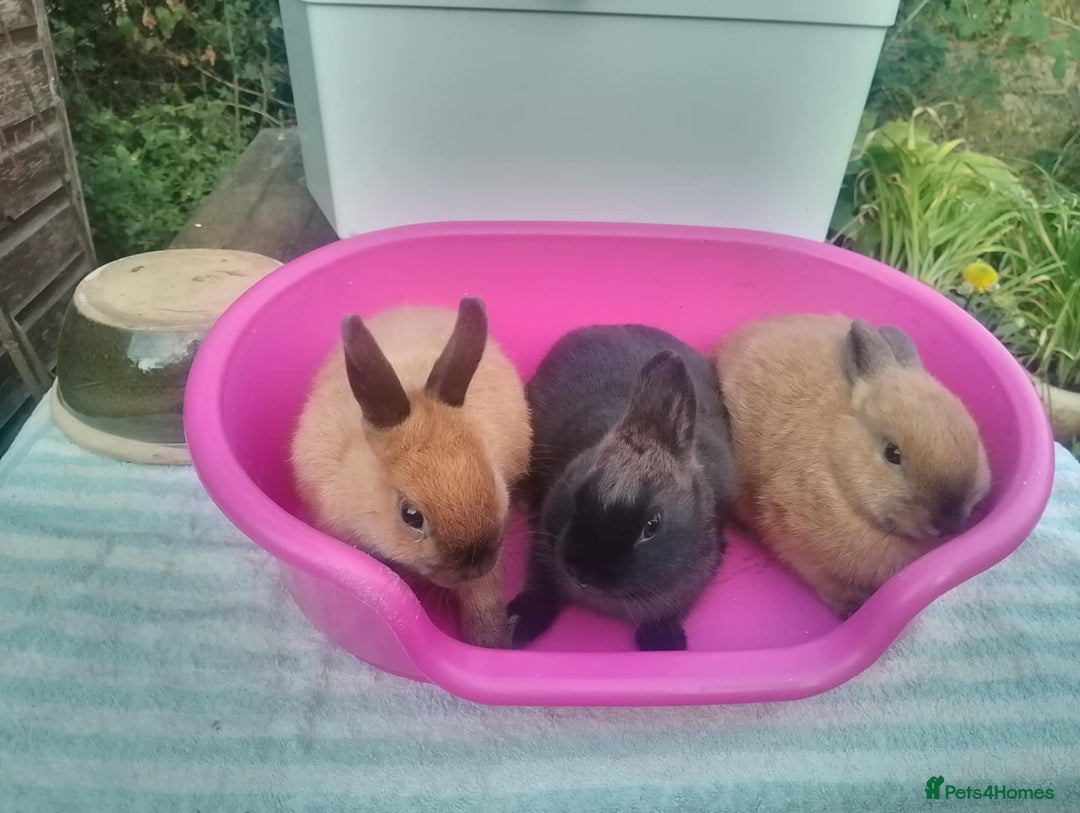 Netherland Dwarf rabbits for sale: Netherland Dwarfs: Male & Female, rare colours - Image 1