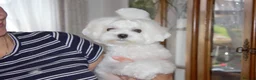 Maltese dogs for sale: Beautiful Maltese Boy in Grantham - Advert 9