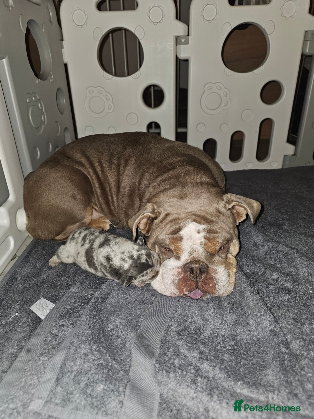 Mixed Breed dogs for sale: Micro exotic,s. - Advert 17