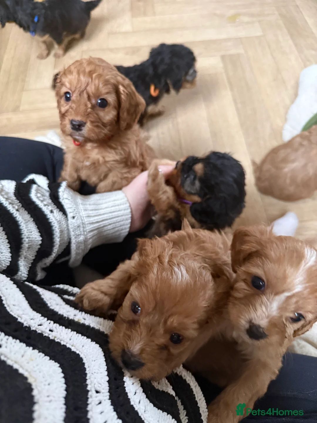 Cavapoo dogs for sale: Cavapoo Puppies - Advert 41