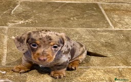Miniature Dachshund dogs for sale: Stunning Miniature Smooth Dachshund - Image 8