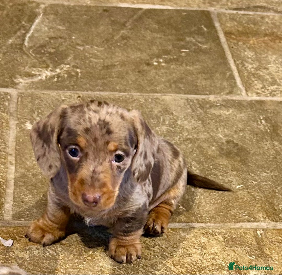 Miniature Dachshund dogs for sale: Stunning Miniature Smooth Dachshund - Image 8
