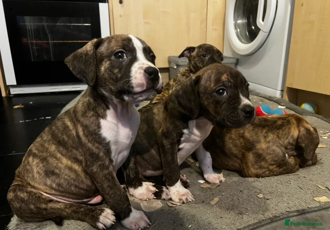 Mixed Breed dogs for sale: Blue Staffy x Boerboel – Ready for a Home - Advert 3