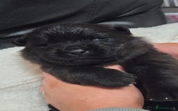 Chow Chow dogs for sale: Chow chow puppies - Advert 2