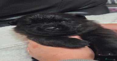 Chow Chow dogs Chow chow puppies - Advert 9