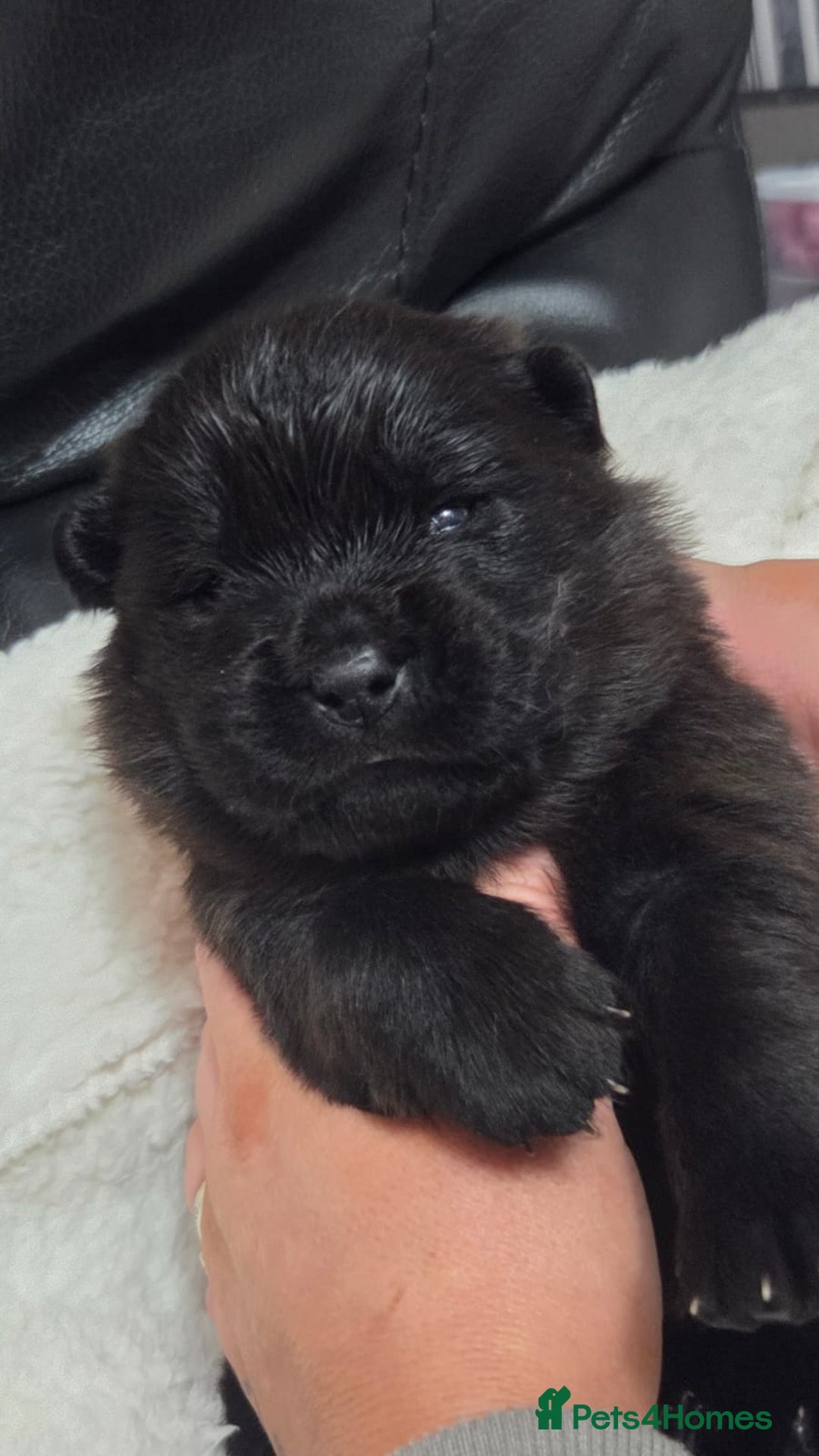 Chow Chow dogs for sale: Chow chow puppies - Advert 2