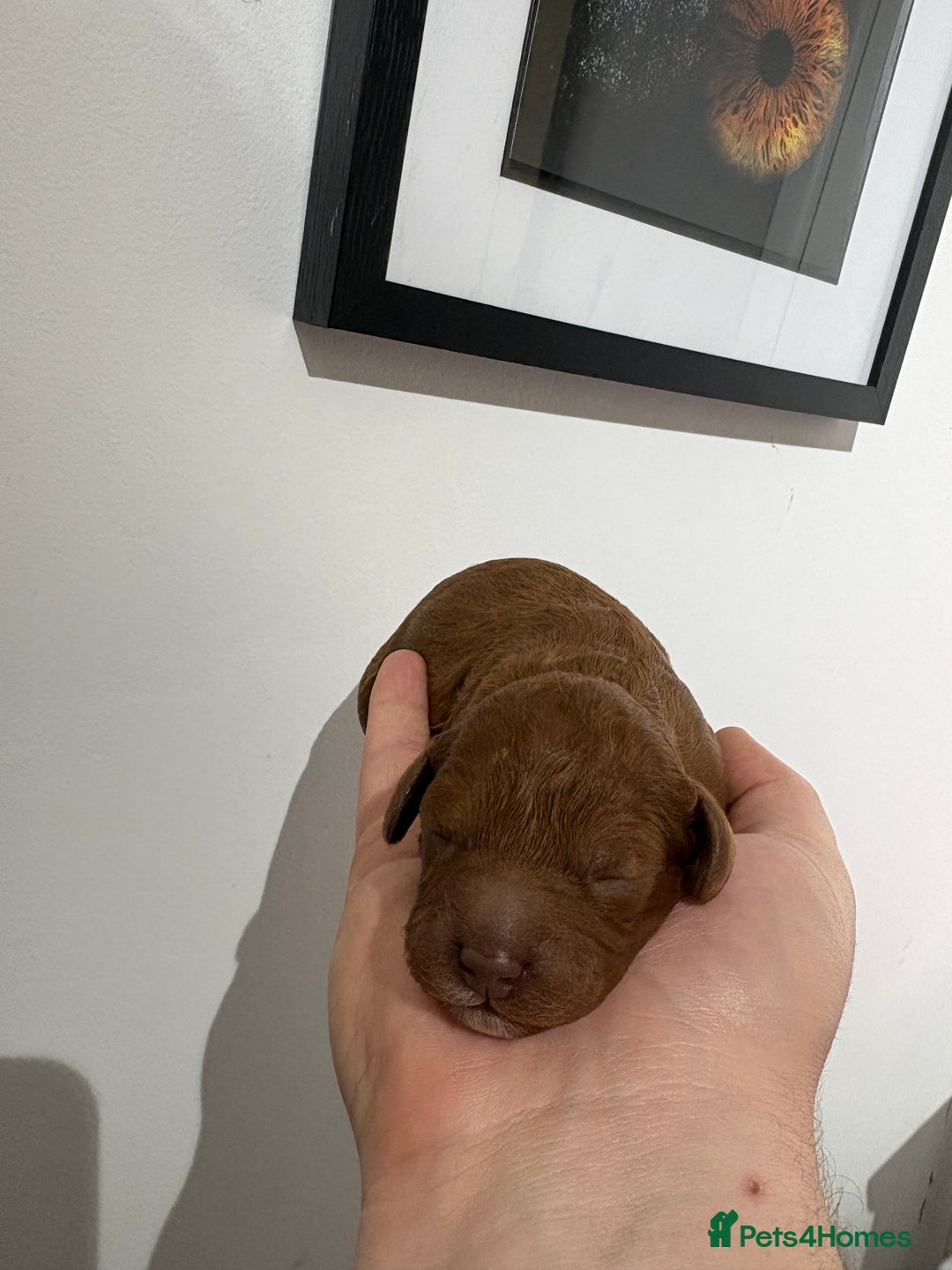 Cavapoo dogs for sale: 4 gorgeous cavapoo puppies - Advert 5