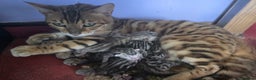 Bengal cats for sale: CUTE SILVER FEMALE BENGAL KITTEN (TICA)  - Advert 18