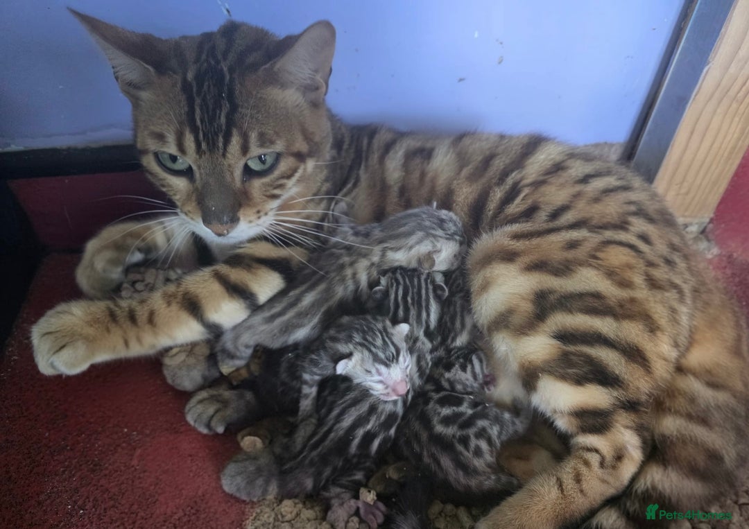 Bengal cats for sale: CUTE SILVER FEMALE BENGAL KITTEN (TICA)  - Advert 18