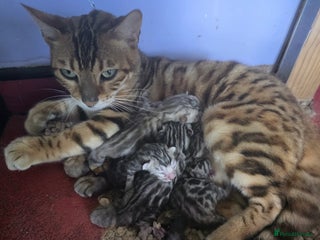 Bengal cats CUTE SILVER FEMALE BENGAL KITTEN (TICA) - Advert 2