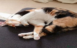 Mixed Breed cats for adoption: [Indoors Only] Mishu - Charming loving girl - Image 7