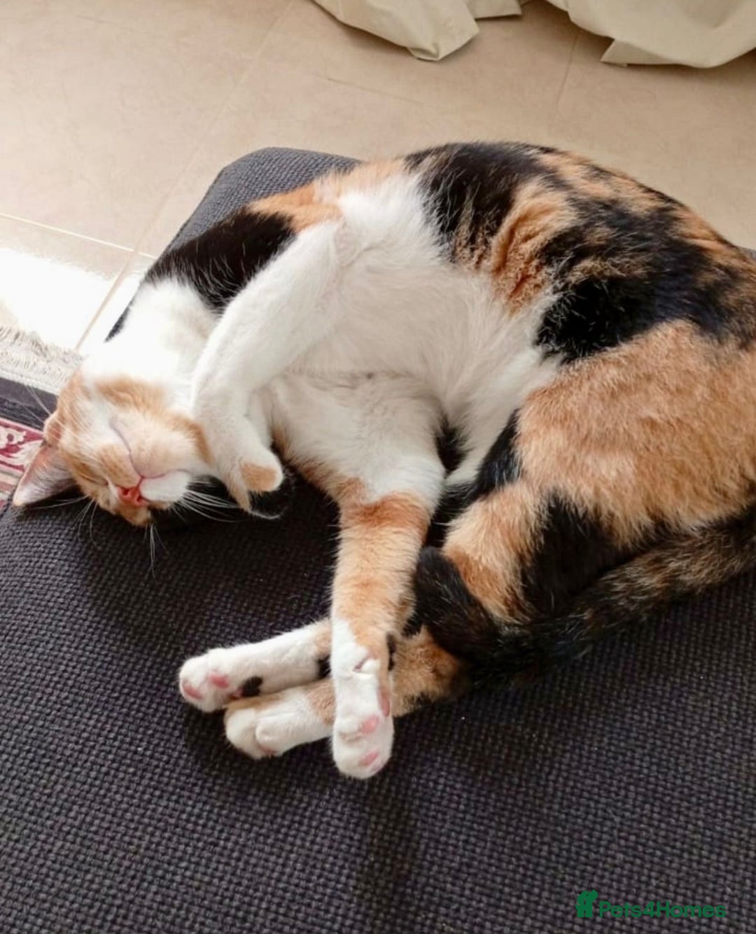 Mixed Breed cats for adoption: [Indoors Only] Mishu - Charming loving girl - Image 7