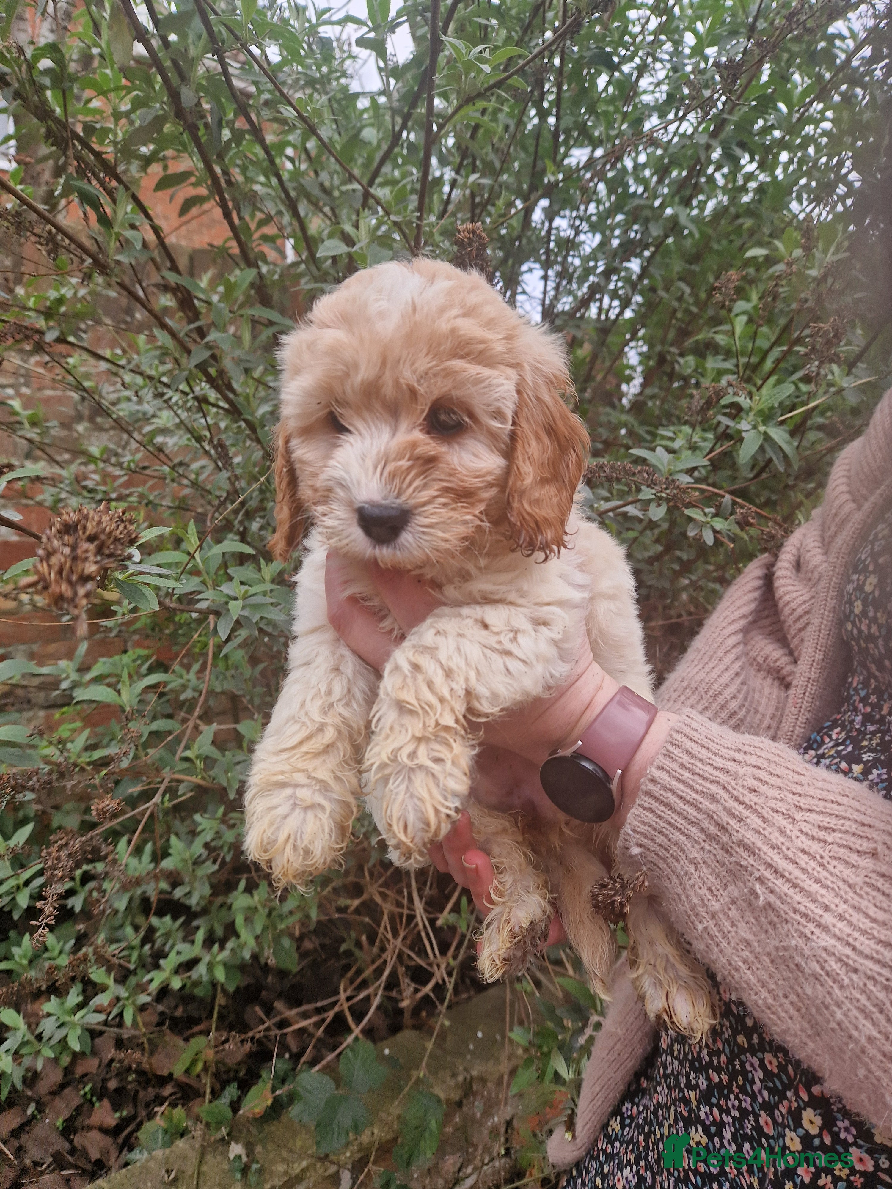Cockapoo dogs SIMPLY UNIQUE F1b COCKAPOOS - Advert 6