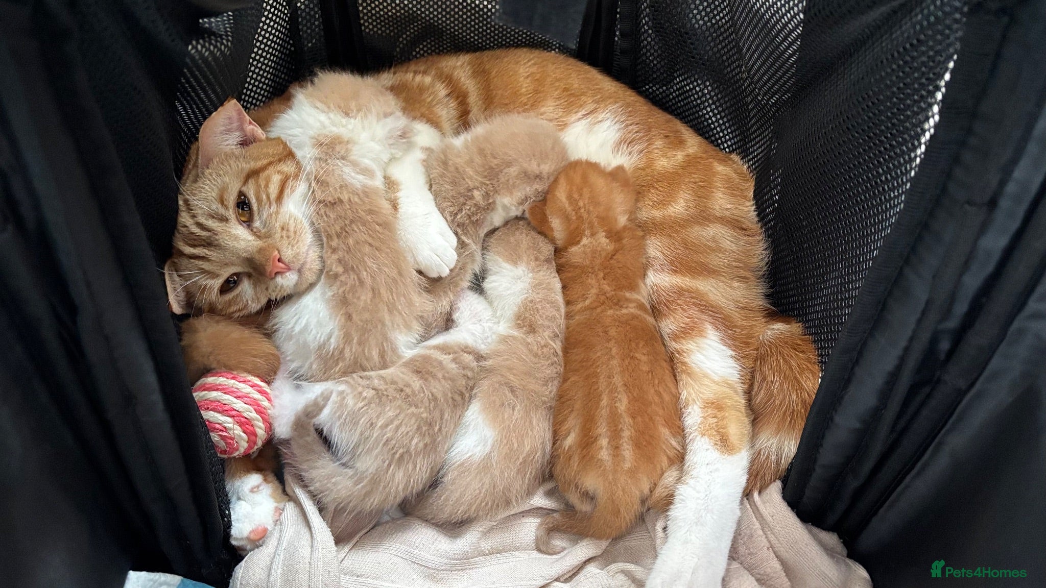 Mixed Breed cats 6 Adorable Male Kittens – 2 Ginger & 4 Beige - Advert 1