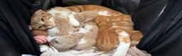 Mixed Breed cats for sale: 6 Adorable Male Kittens – 2 Ginger & 4 Beige in Doncaster - Advert 1