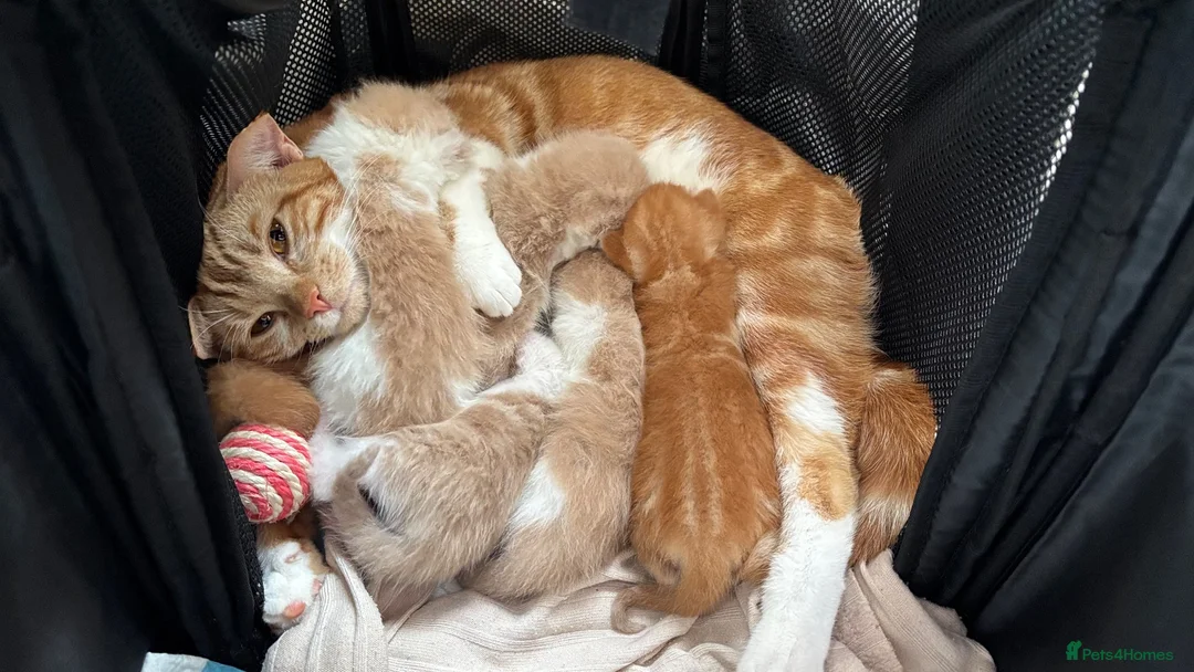 Mixed Breed cats for sale: 6 Adorable Male Kittens – 2 Ginger & 4 Beige in Doncaster - Advert 1