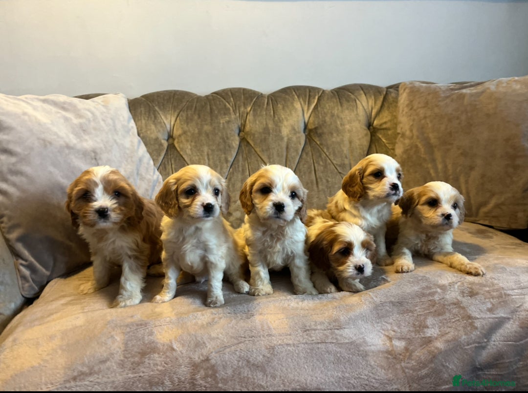 Cavachon dogs for sale: Cavachon puppies  - Advert 1