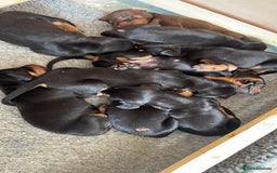 Dobermann dogs for sale: Puppies available  - Image 3