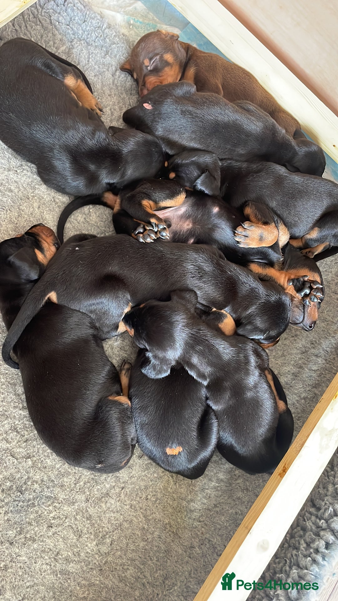 Dobermann dogs for sale: Puppies available  - Image 3