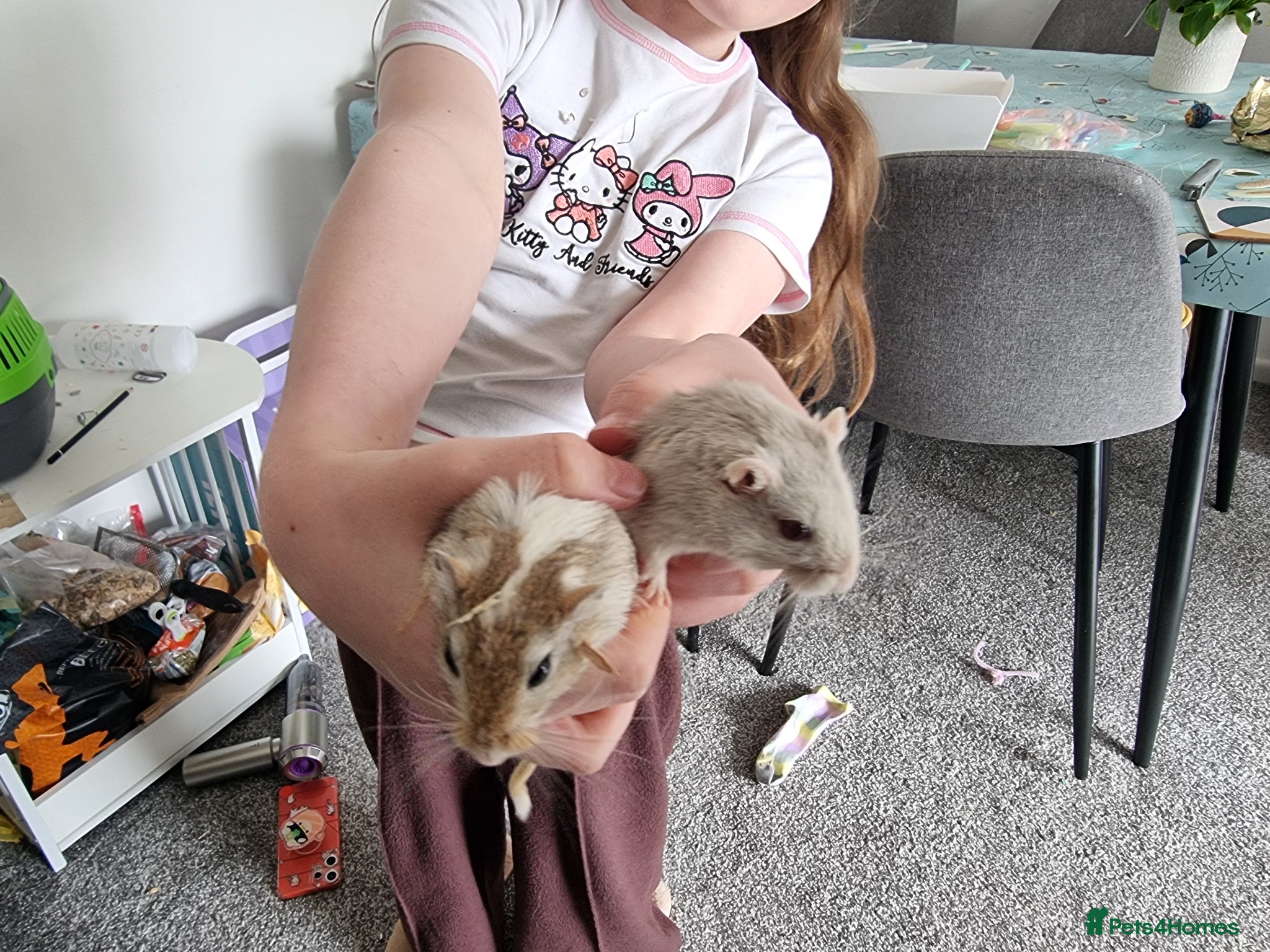 Gerbil rodents 2 Gerbils for sale - Advert 6