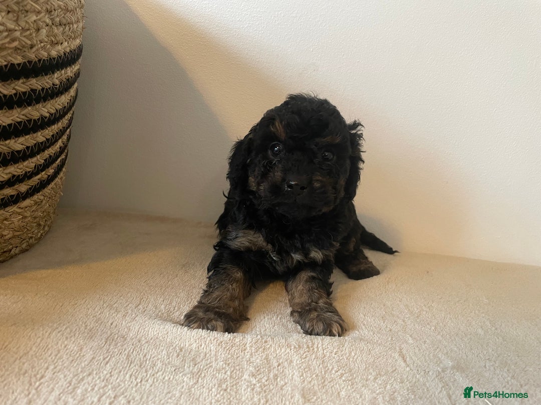 Cavapoo dogs for sale: ⭐ adorable Cavapoo’s ⭐  - Advert 26