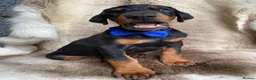 Dobermann dogs for sale: *KC REGISTERED* HEALTH TESTED DOBERMAN PUPPIES - Advert 24