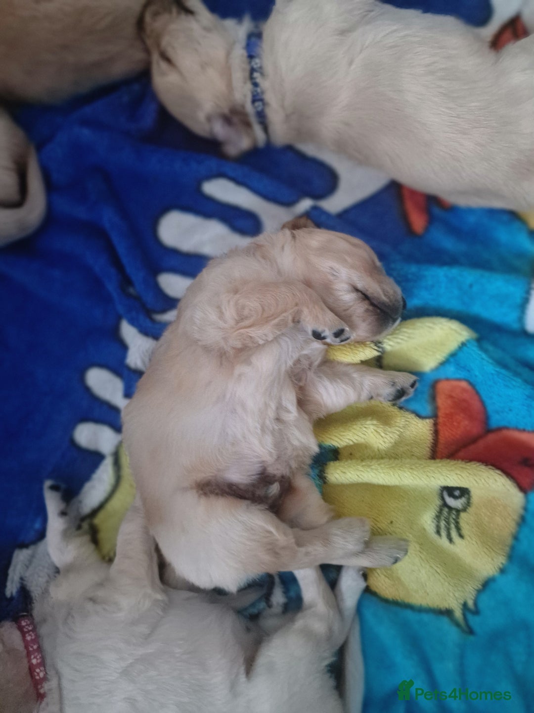 Golden Retriever dogs for sale: 🦮 two beautiful boys available  ❤️❤️ in Aberystwyth - Image 26