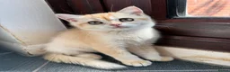 British Shorthair cats for sale: GCCF reg BSH Black Golden Kittens - Advert 10