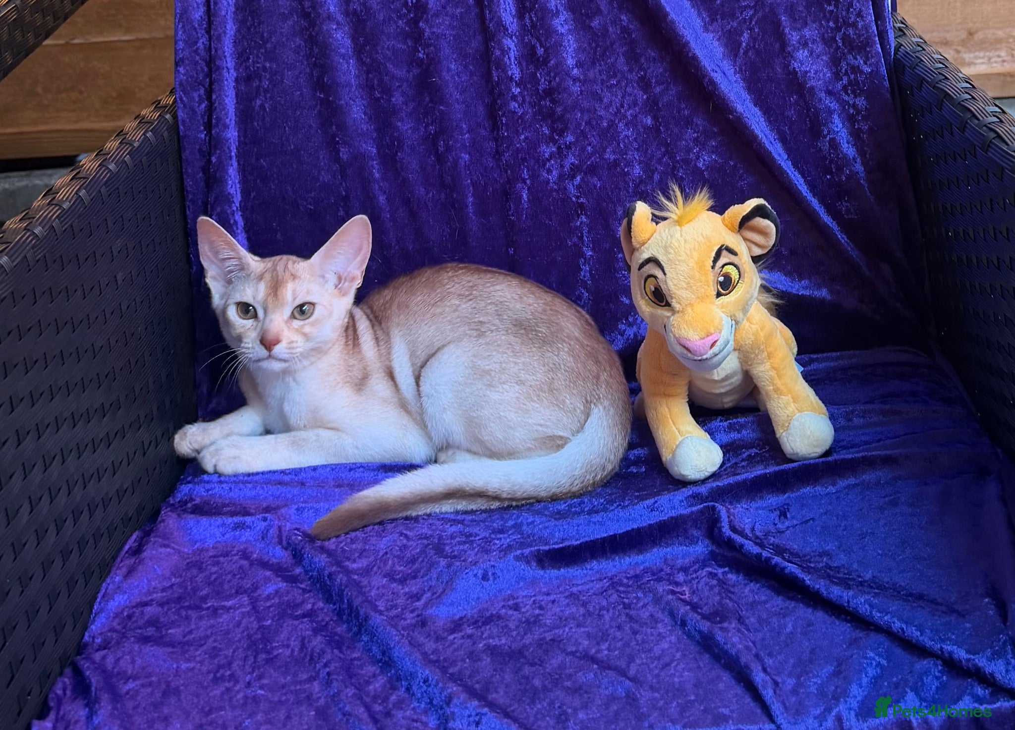 Abyssinian cats  ❤️🏆CHAMPION Ln Outstanding Abyssinian female - Advert 1