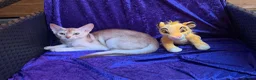 Abyssinian cats for sale:     YangYang (阳阳) ❤️🏆CHAMPION ln Abyssinian - Advert 1