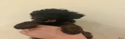 Cockapoo dogs for sale: Ready Now f1b Black & Brown Cockapoo Puppies! 🐾 - Advert 26