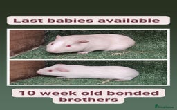 Guinea Pig rodents for sale: 2 male guinea pig bonded brothers - Image 1