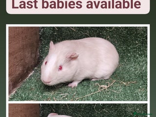 Guinea Pig rodents 2 male guinea pig bonded brothers - Advert 17