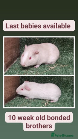 Guinea Pig rodents - Advert 2