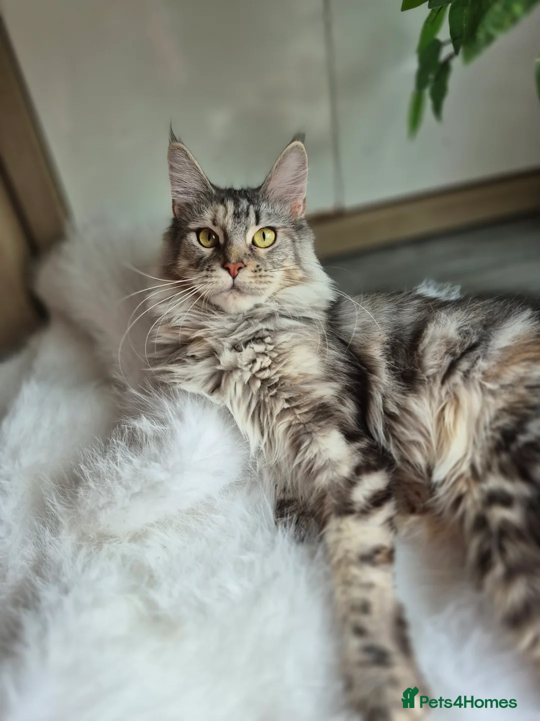 Maine Coon cats for sale: Exceptional Maine Coon Sisters – Storm & Coco in Doncaster - Advert 1