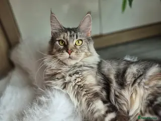 Maine Coon cats Exceptional Maine Coon Sisters – Storm & Coco - Advert 16