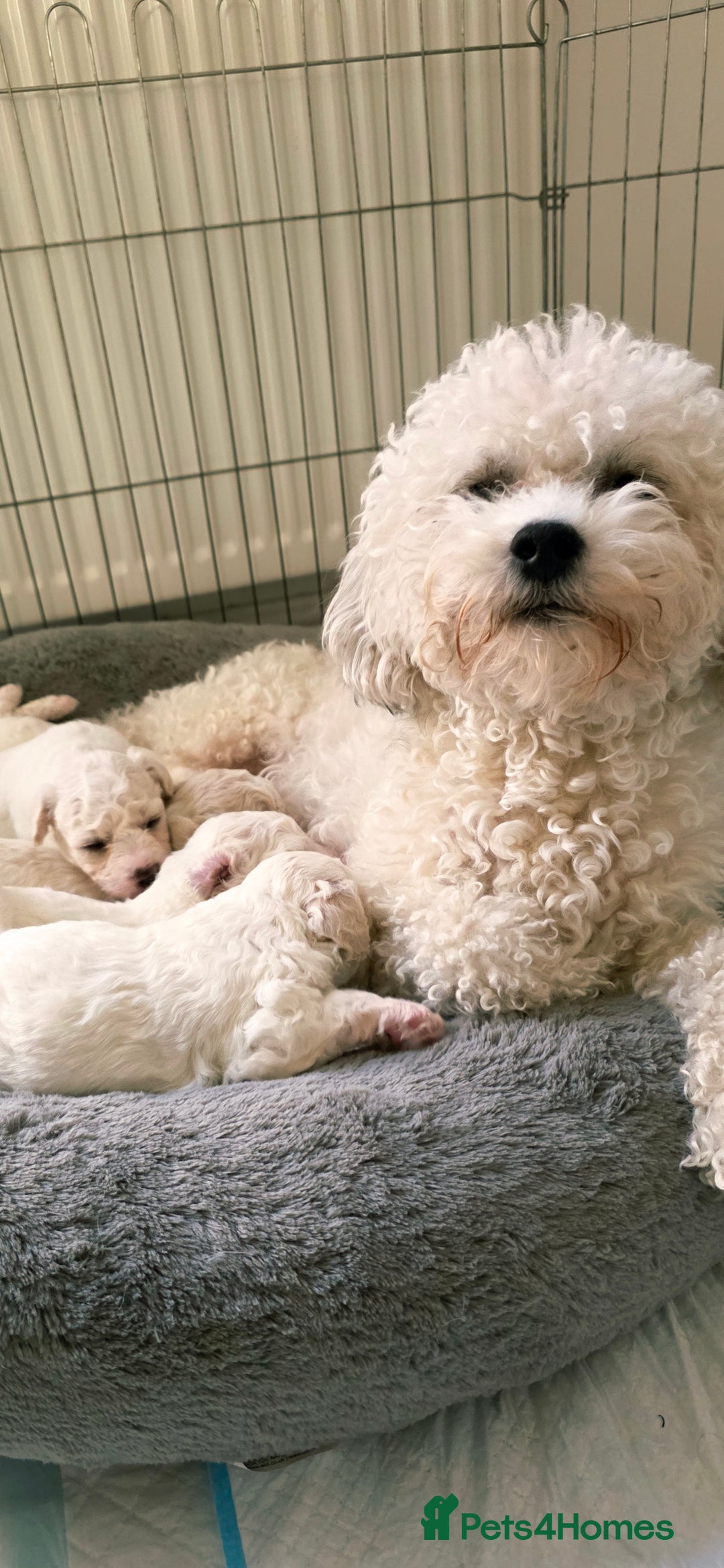 Shichon dogs for sale: Shichon puppies  - Image 5