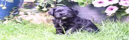 Cockapoo dogs for sale: 🌟 Vet-Checked F2 Cockapoo Girls – Ready 24 July🐾 - Advert 23