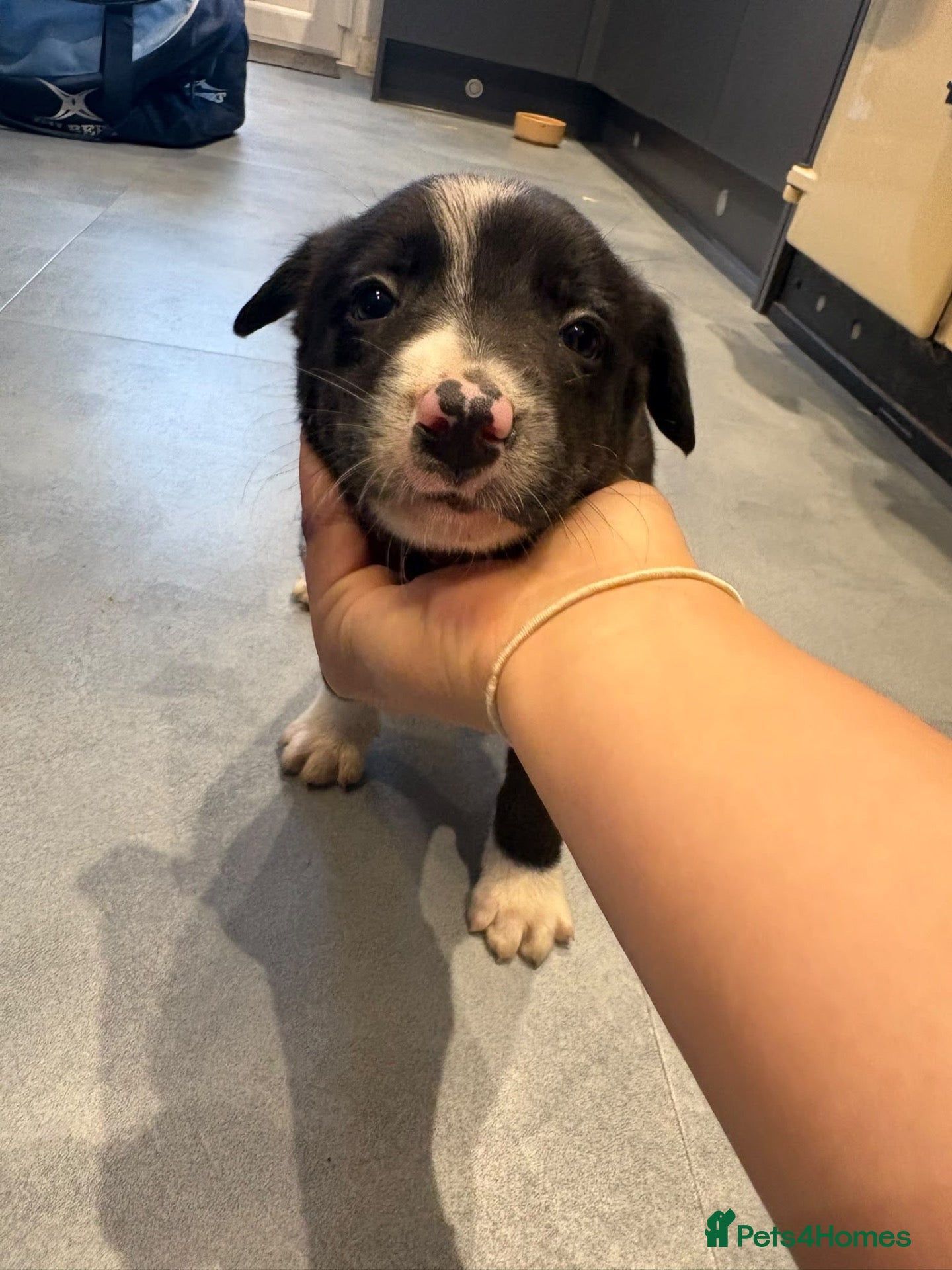 Border Collie dogs for sale: Border collie puppy - Advert 4