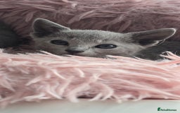 Russian Blue cats for sale: Russian Blue kittens Tica registered  - Image 20