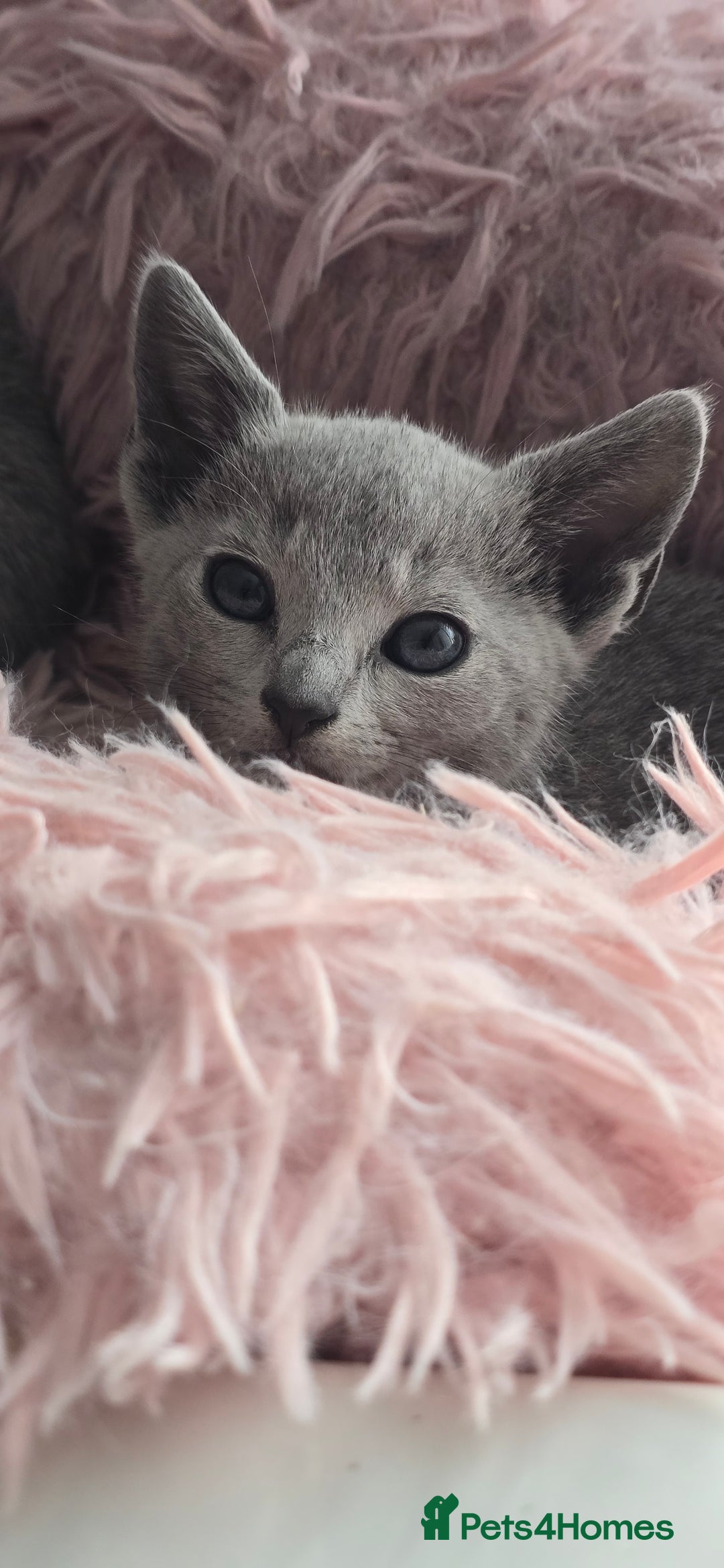 Russian Blue cats for sale: Russian Blue kittens Tica registered  - Image 20