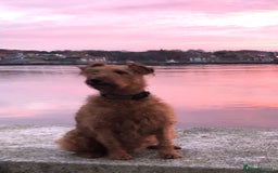 Irish Terrier dogs for sale: Irish Terrier pups expected early December  - Image 3