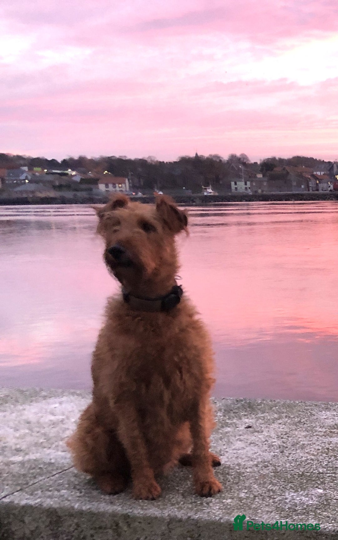 Irish Terrier dogs for sale: Irish Terrier pups expected early December  - Image 3